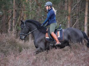 Friesian Stallion very tall and super movements