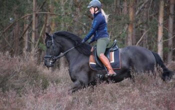 Friesian Stallion very tall and super movements