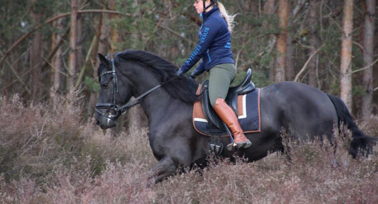 Friesian Stallion very tall and super movements