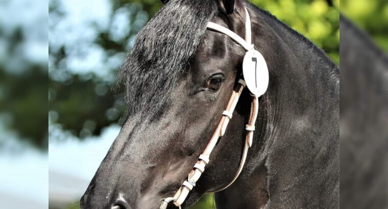 Friesian Mare for sale in Argentina