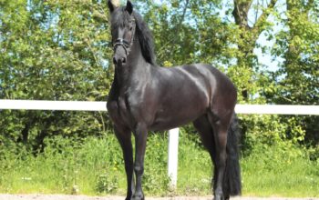 Friesian 4 years old in foal to Alwin in Canada