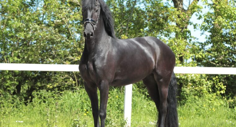 Friesian 4 years old in foal to Alwin in Canada