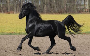 Dressage Friesian Stallion Ontario Canada