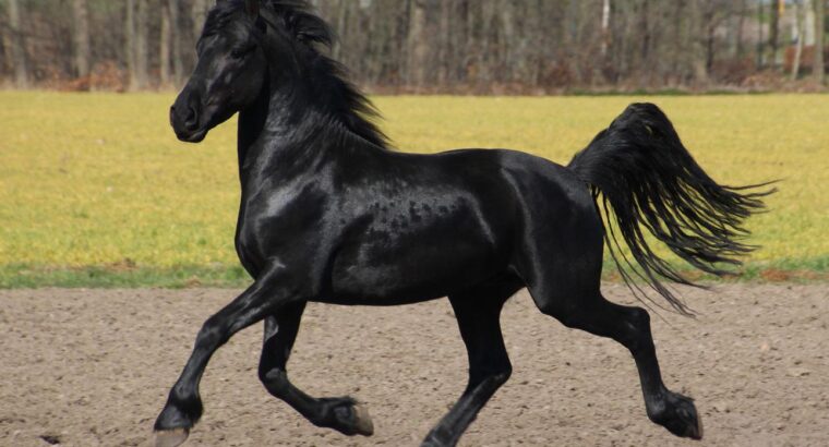 Dressage Friesian Stallion Ontario Canada