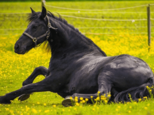 Good ridden Friesian Stallion