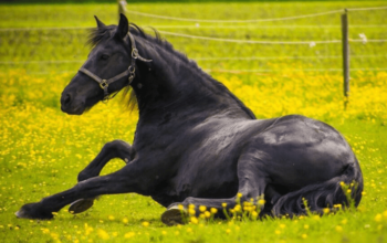 Good ridden Friesian Stallion