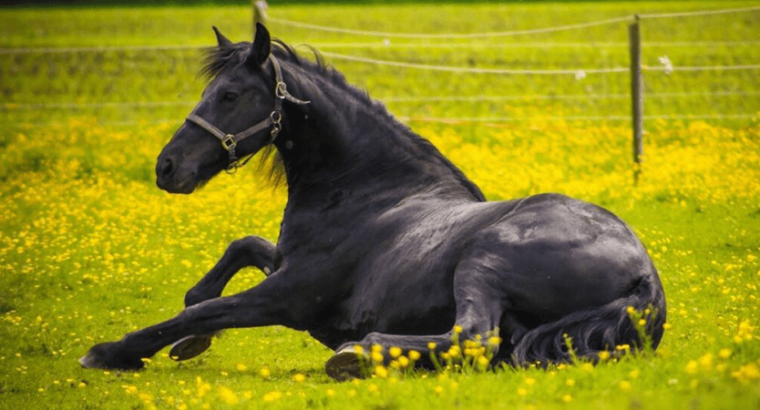 Good ridden Friesian Stallion