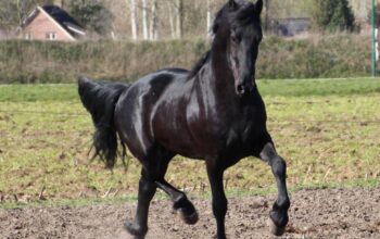 Friesian Gelding very tall and easy to ride