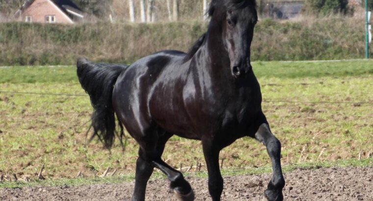 Friesian Gelding very tall and easy to ride