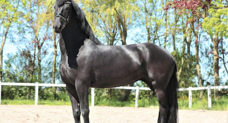 Friesian 4 years old in foal to Alwin in Canada