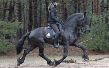 Friesian Mares and Stallions