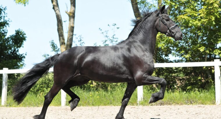 Friesian 4 years old in foal to Alwin in Canada