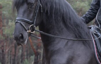 4 Years Old Stallion | Ridden