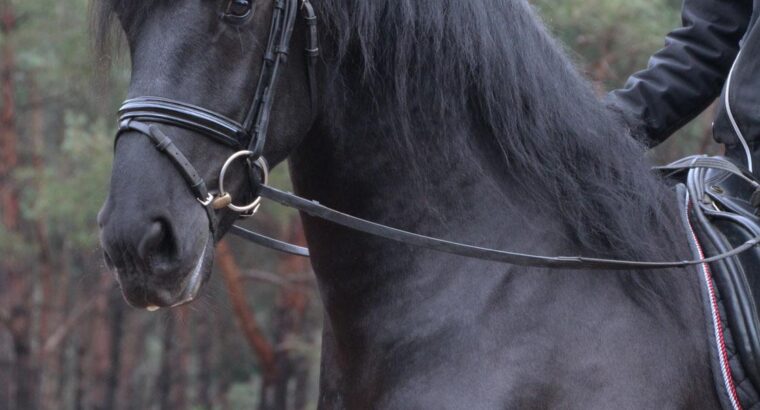 4 Years Old Stallion | Ridden