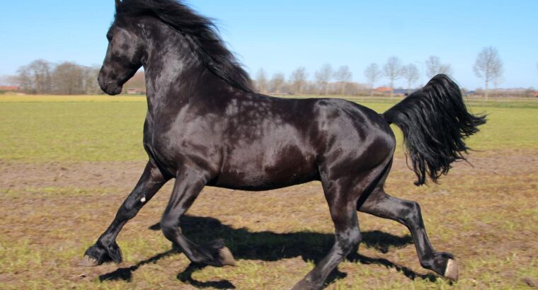 Friesian Gelding very tall and easy to ride