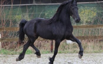 Friesian Mare in foal to Norbert 444