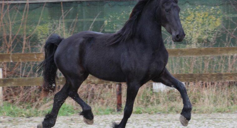 Friesian Mare in foal to Norbert 444