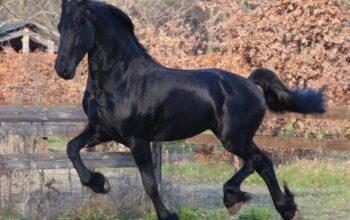 Friesian Gelding available for sale in Mexico