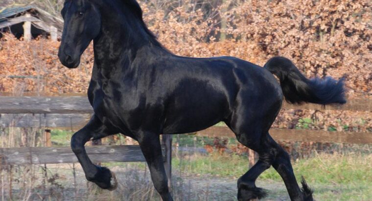 Friesian Gelding available for sale in Mexico