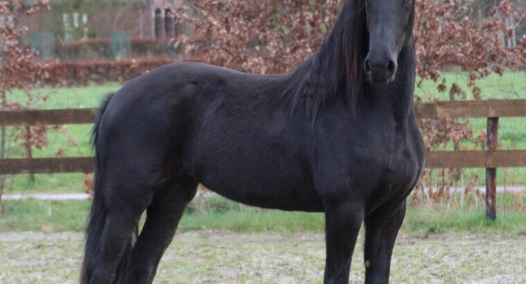 Friesian Mare in foal to Norbert 444