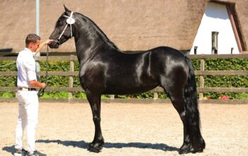 Friesian Mare for sale in Argentina