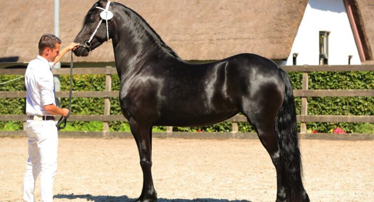 Friesian Mare for sale in Argentina