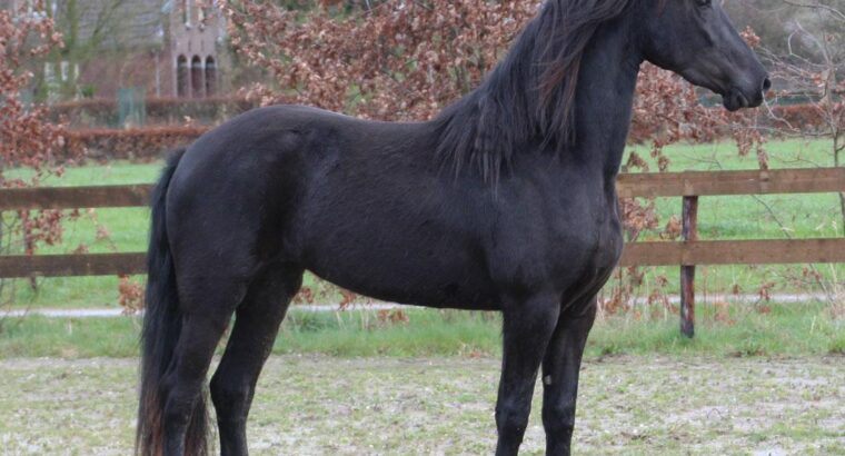 Friesian Mare in foal to Norbert 444