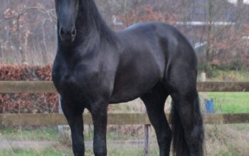 Friesian mare 7 years old in foal