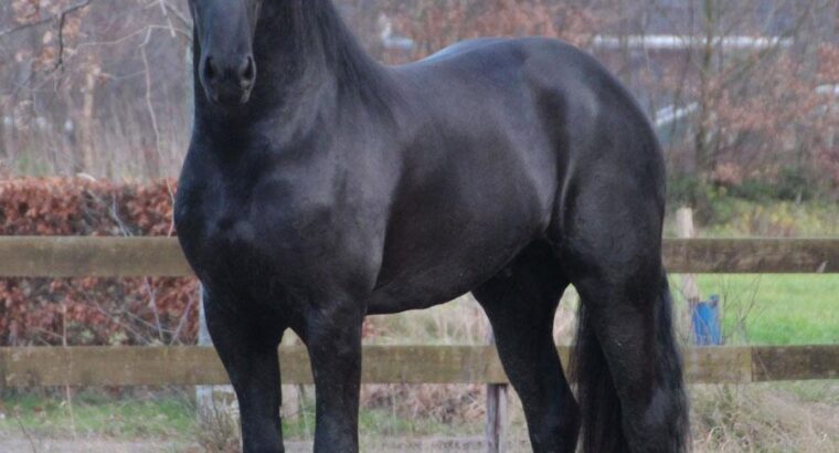 Friesian mare 7 years old in foal