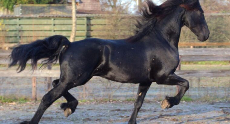 Friesian Gelding available for sale in Mexico