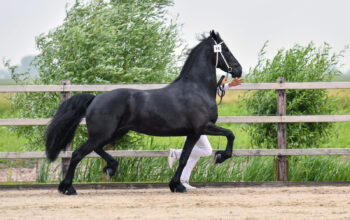 Friesian Mare – it is your dream