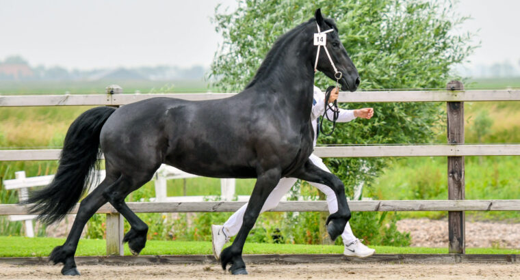 Friesian Mare – it is your dream