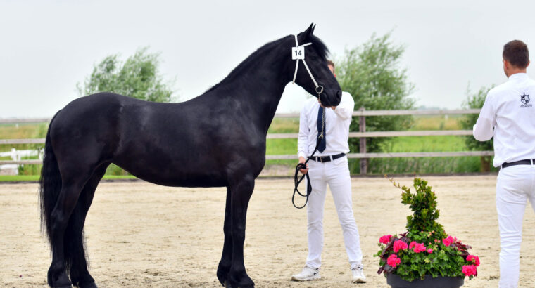 Friesian Mare – it is your dream