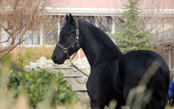 Friesian Stallion 3 Years Old – Jack Lord