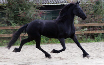 Friesian 4 Years Old Mare | Tall and with Nice