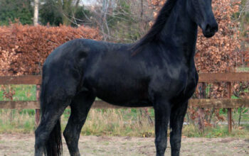 Friesian Gelding – 4 Years Old in Belgium