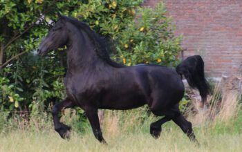 BiBi – Friesian Mare for Sale