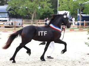 1 Year old filly in France