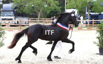 1 Year old filly in France