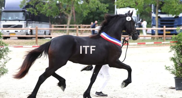 1 Year old filly in France