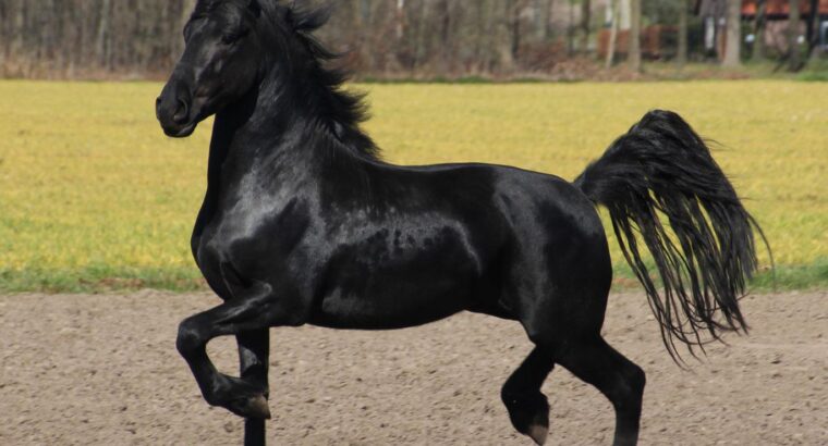 Dressage Friesian Stallion Ontario Canada