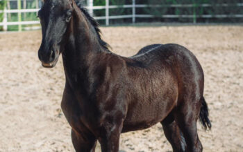 Friesian Colt – 3 Month old