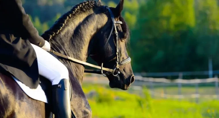 what-are-friesian-horses-used-for-5-uses-that-may-surprise