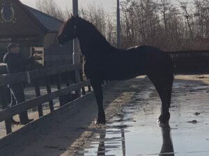 General Sergio – Friesian Stallion