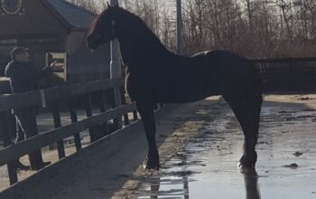 General Sergio – Friesian Stallion