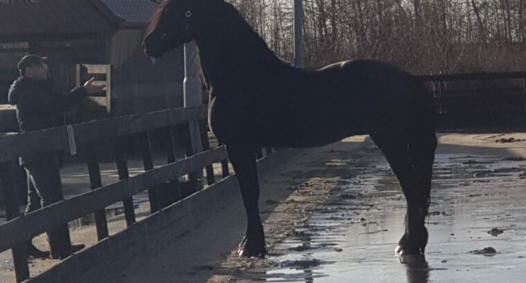 General Sergio – Friesian Stallion