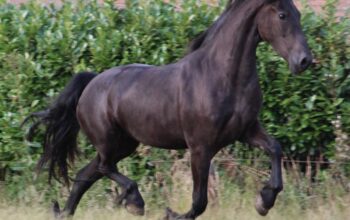 Friesian Star Mare – 6 Years Old