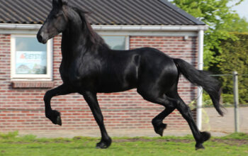 Pinkster – Friesian Stallion