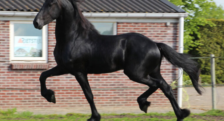 Pinkster – Friesian Stallion