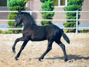 Friesian Colt 3 month old